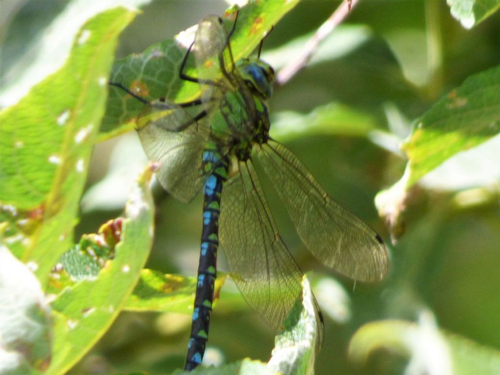 Aeshna cyanea